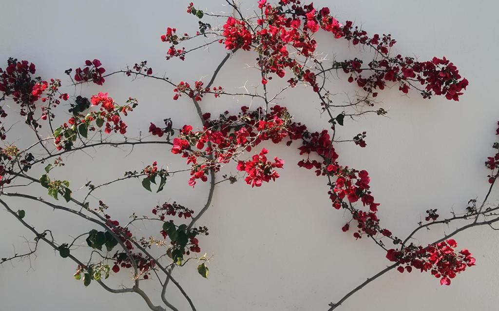 Helios Serifos Livadi  Esterno foto